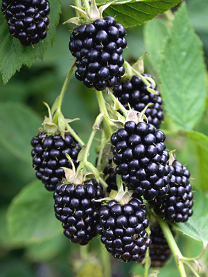 Blackberry photo plant